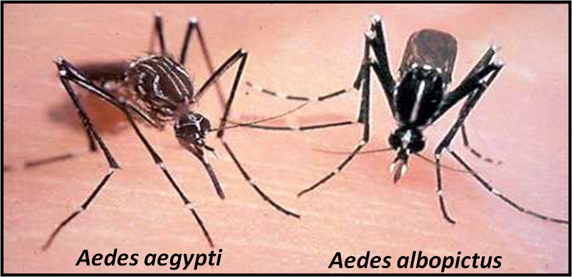 Aedes Mosquito